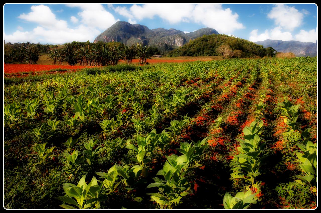 Tabac et Terres Rouges